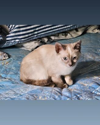 Gattina siamese