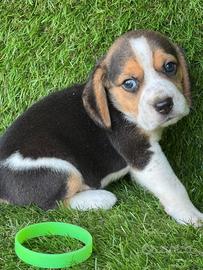 Beagle