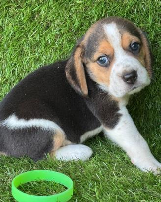 Beagle
