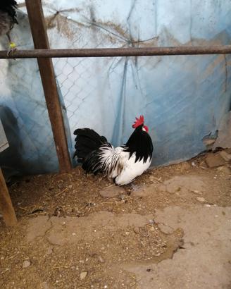 gallo laikenfeder 