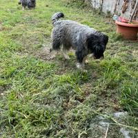 Coppia di schnauzer medi 4 anni