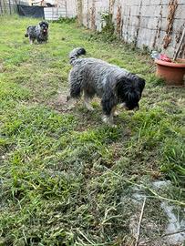 Coppia di schnauzer medi 4 anni