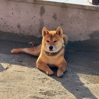 Shiba inu per monta