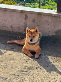 Shiba inu per monta