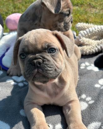 Cuccioli di bulldog francese