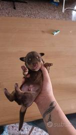 Ultimo cucciolo maschio