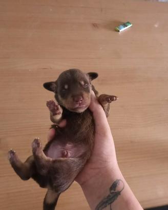 Ultimo cucciolo maschio