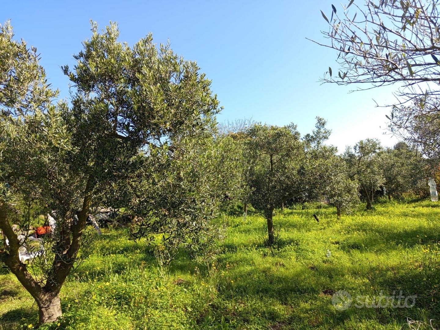 Terreno agricolo con uliveto,frutteto,attrezzatura - Vista 4