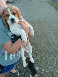 Beagle