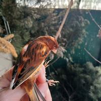 Canarino rosso pezzato