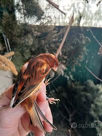 Canarino rosso pezzato