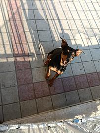 Pinscher maschio 4 mesi