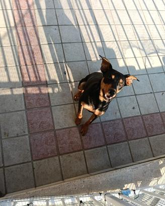 Pinscher maschio 4 mesi