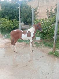 Puledro Paint