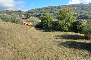 Terreno olivi e bosco