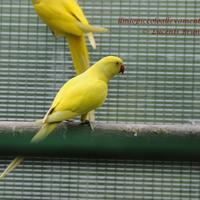 Parrocchetto dal collare