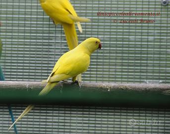 Parrocchetto dal collare