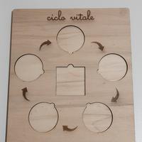 Gioco Montessori Ciclo Vitale