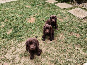 Cuccioli di labrador con pedigree