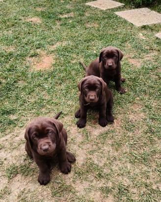 Cuccioli di labrador con pedigree