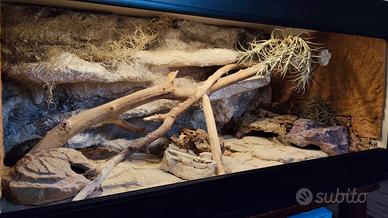 Terrario Geco Leopardino