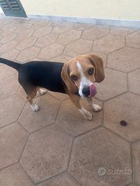 Dolly- femmina Beagle Elisabeth 6 mesi