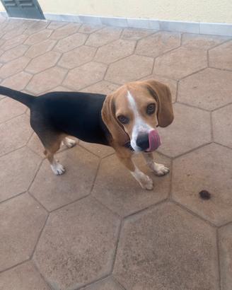 Dolly- femmina Beagle Elisabeth 6 mesi
