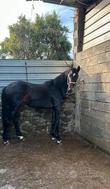 Cavallo