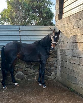 Cavallo