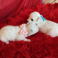 Cagnolini BICHON FRISÉ taglia piccola e Akita