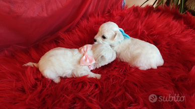 Cagnolini BICHON FRISÉ taglia piccola e Akita