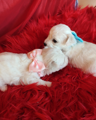 Cagnolini BICHON FRISÉ taglia piccola e Akita
