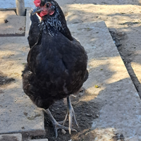 Galline e chicchirinelli