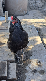 Galline e chicchirinelli