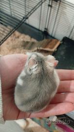 Criceto femmina grigio chiaro