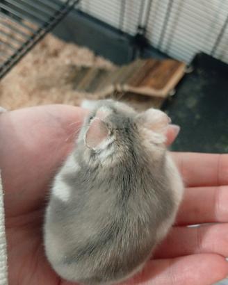 Criceto femmina grigio chiaro