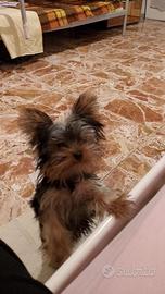 Yorkshire terrier