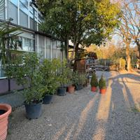 Piante da esterno -50%