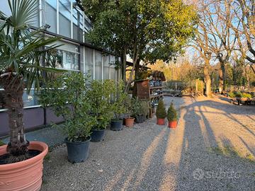 Piante da esterno -50%