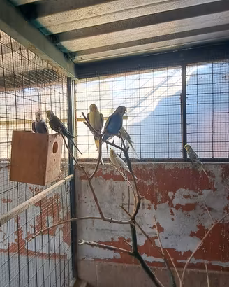 Uccelli