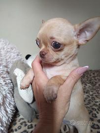 Chihuahua maschietto pelo corto Pedigree Enci 