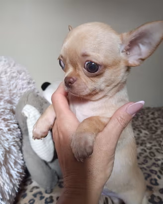 Chihuahua maschietto pelo corto Pedigree Enci 