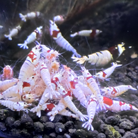 Caridine cristal red