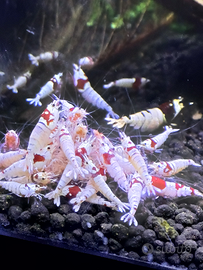 Caridine cristal red