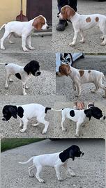 Cucciolata Pointer