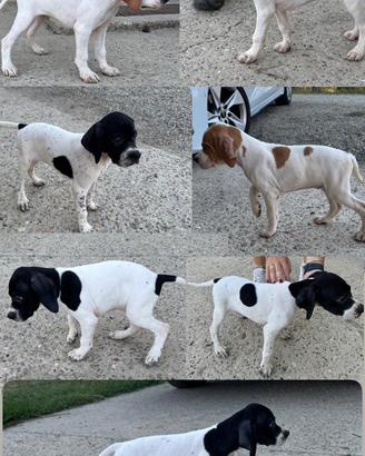Cucciolata Pointer