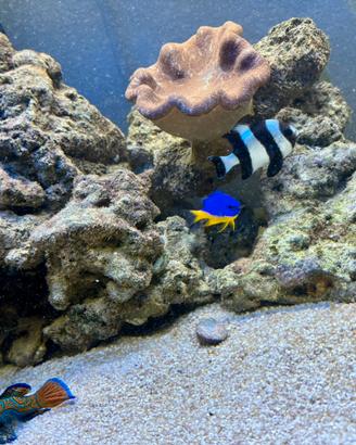 Acquario marino completo 240 l