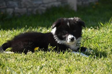 Cuccioli di border collie