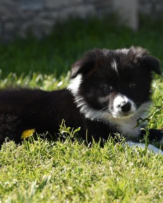 Cuccioli di border collie