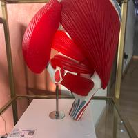 Plastico anatomico professionale gluteo